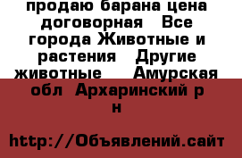 продаю барана цена договорная - Все города Животные и растения » Другие животные   . Амурская обл.,Архаринский р-н